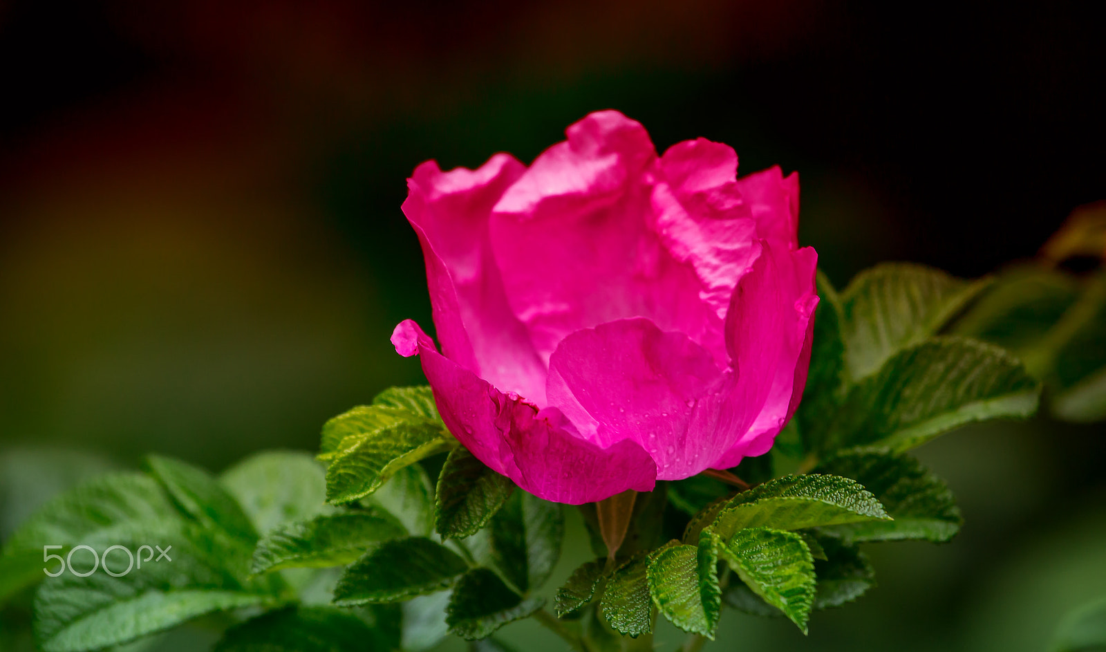 Canon EF 100-400mm F4.5-5.6L IS USM sample photo. Nature and colors photography