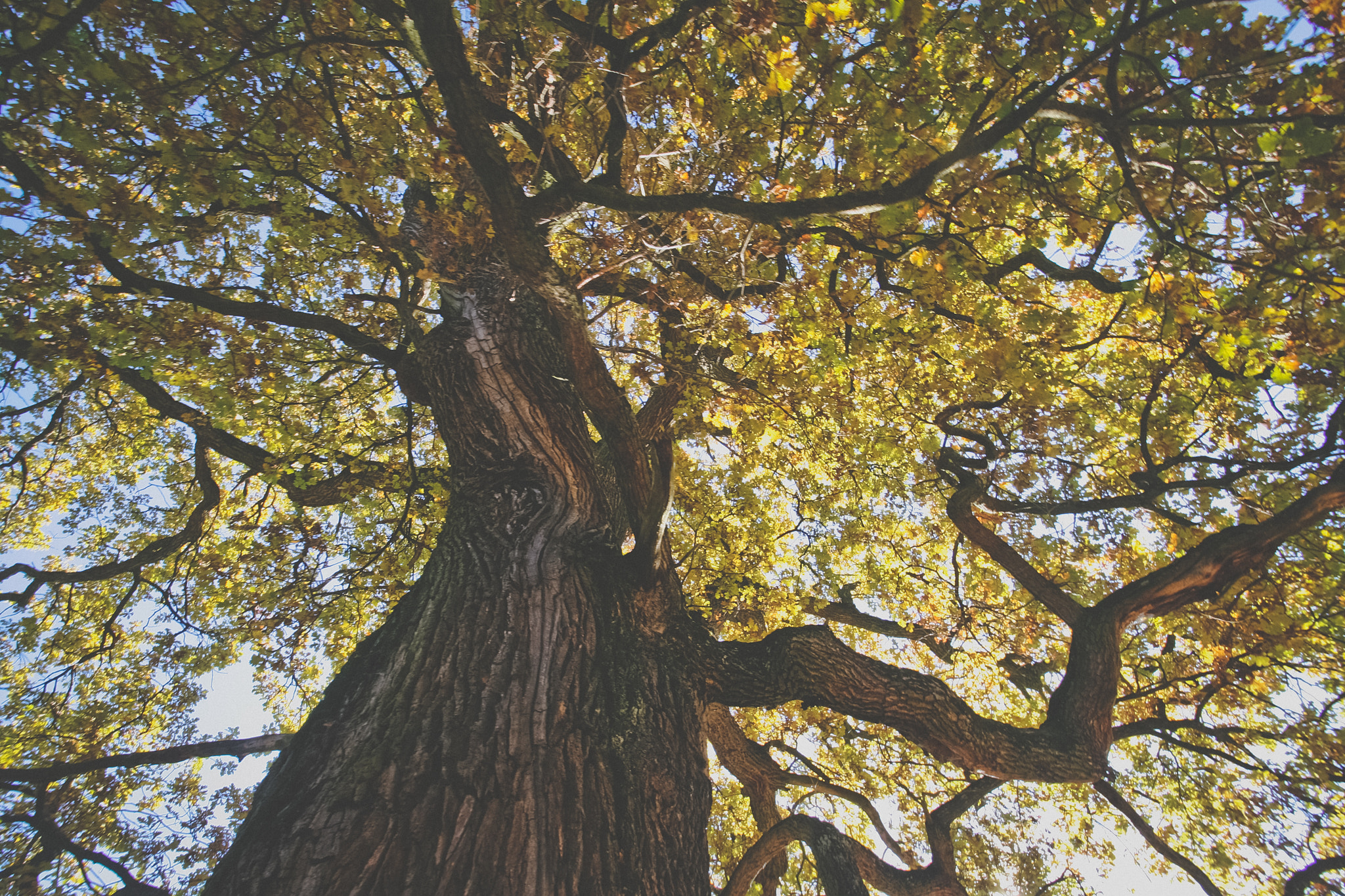Sigma 10-20mm F3.5 EX DC HSM sample photo. Oak tree photography