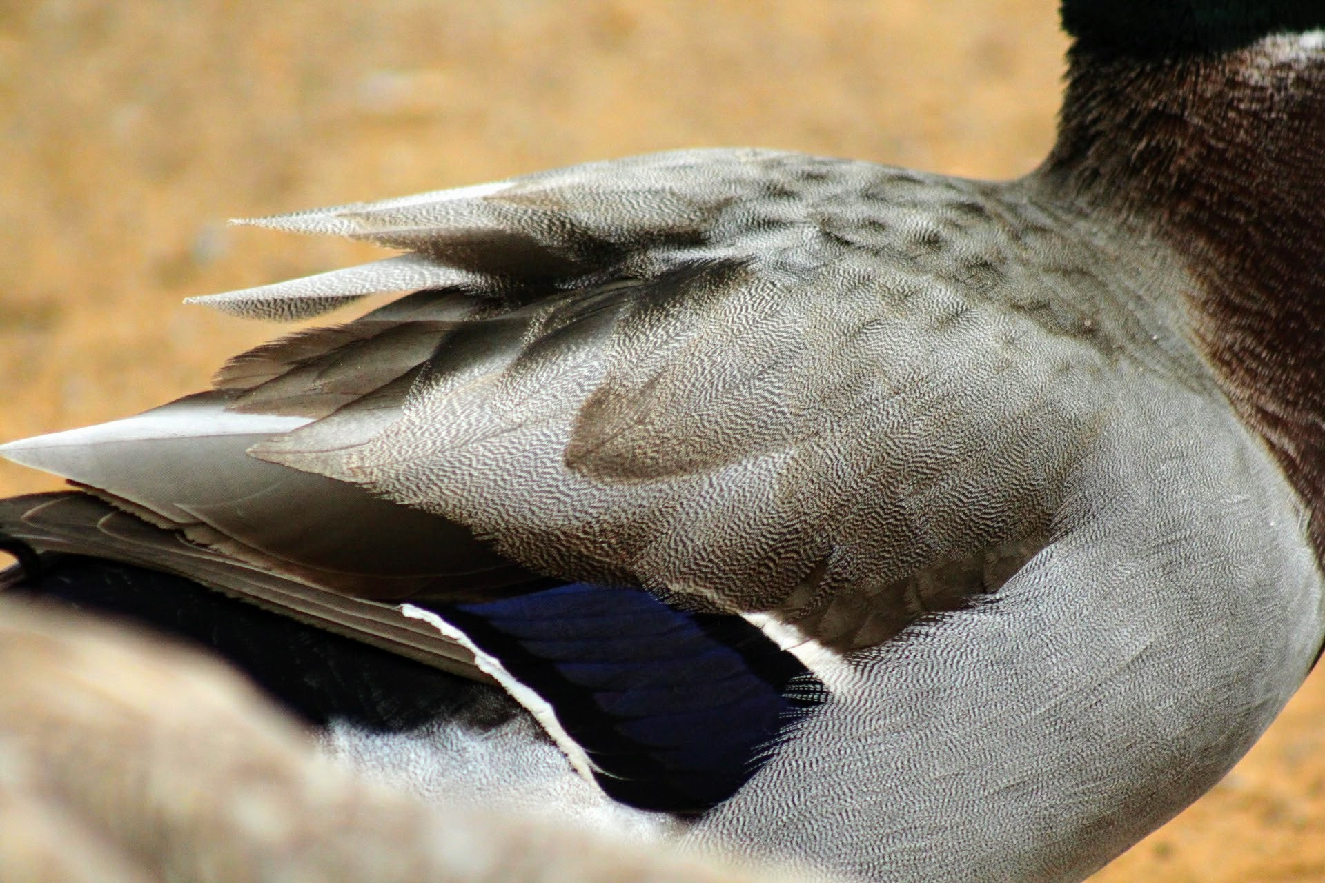 Canon EF 75-300mm f/4-5.6 USM sample photo. "ducks" of a feather photography