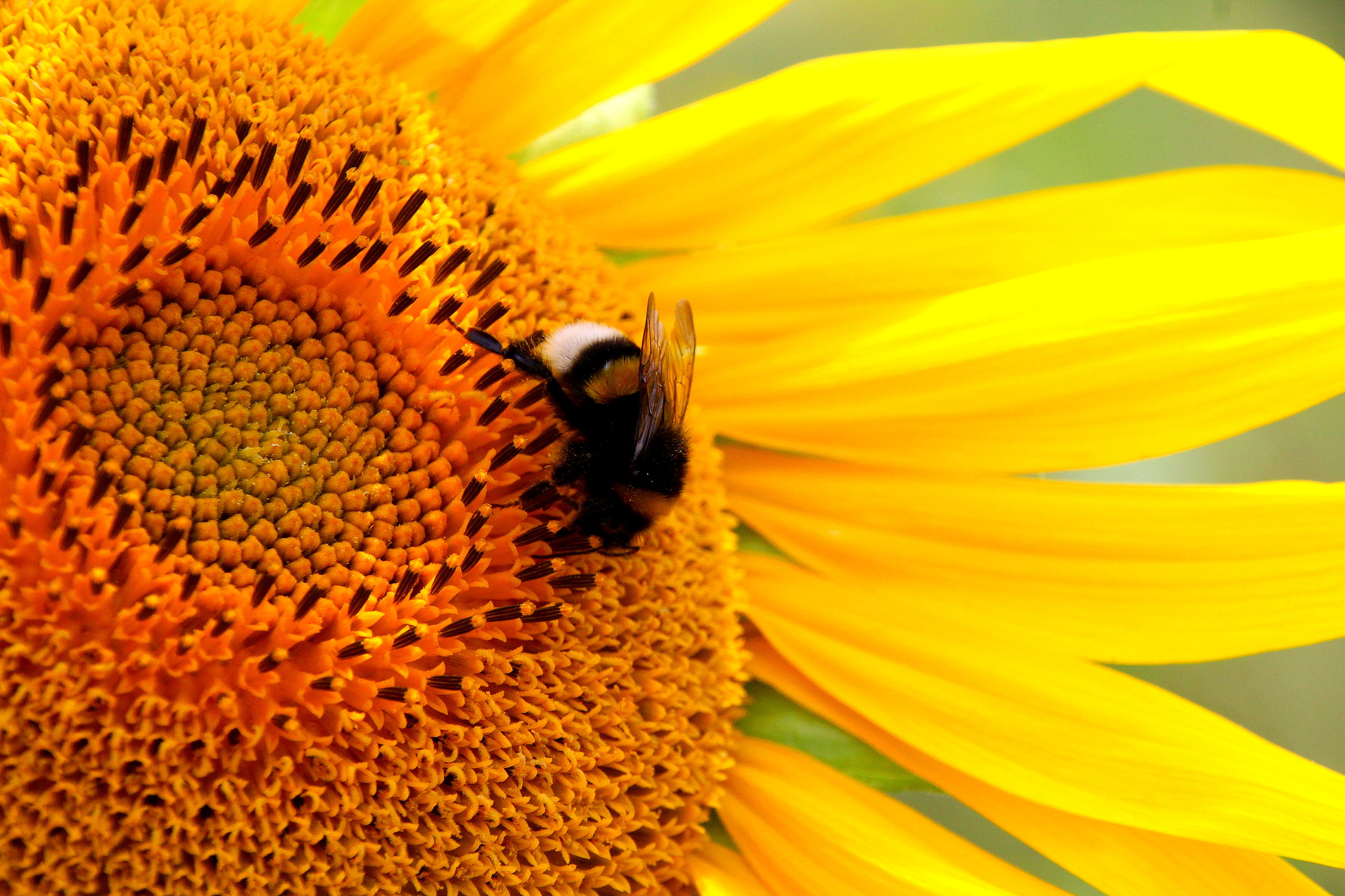 Canon EOS 1200D (EOS Rebel T5 / EOS Kiss X70 / EOS Hi) sample photo. Sunflower photography