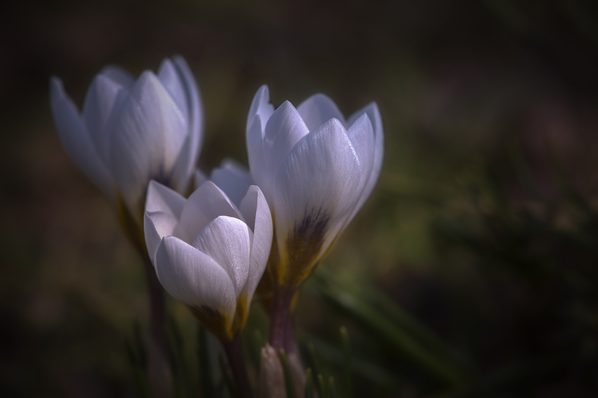 Nikon Df sample photo. Krokusse photography