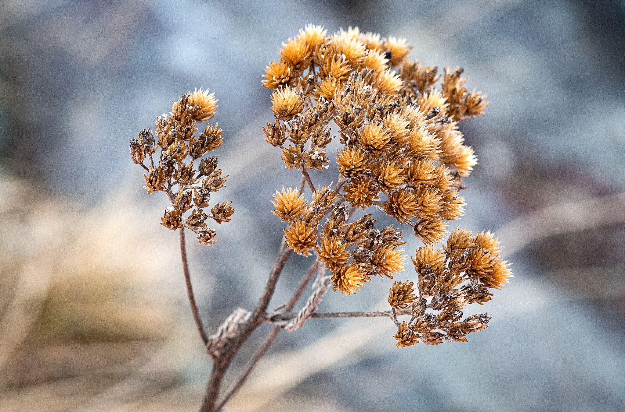 Nikon AF-S Micro-Nikkor 105mm F2.8G IF-ED VR sample photo. Winter impression photography