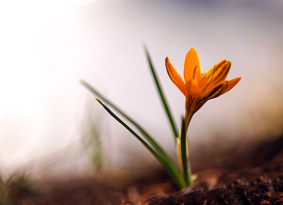 smc PENTAX-FA Macro 100mm F2.8 sample photo. Crocus photography