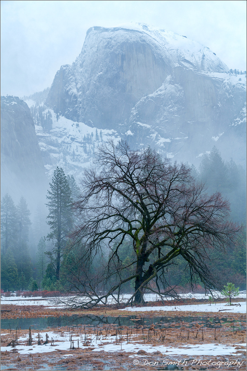 Sony FE 70-200mm F2.8 GM OSS sample photo. Half dome and elm photography