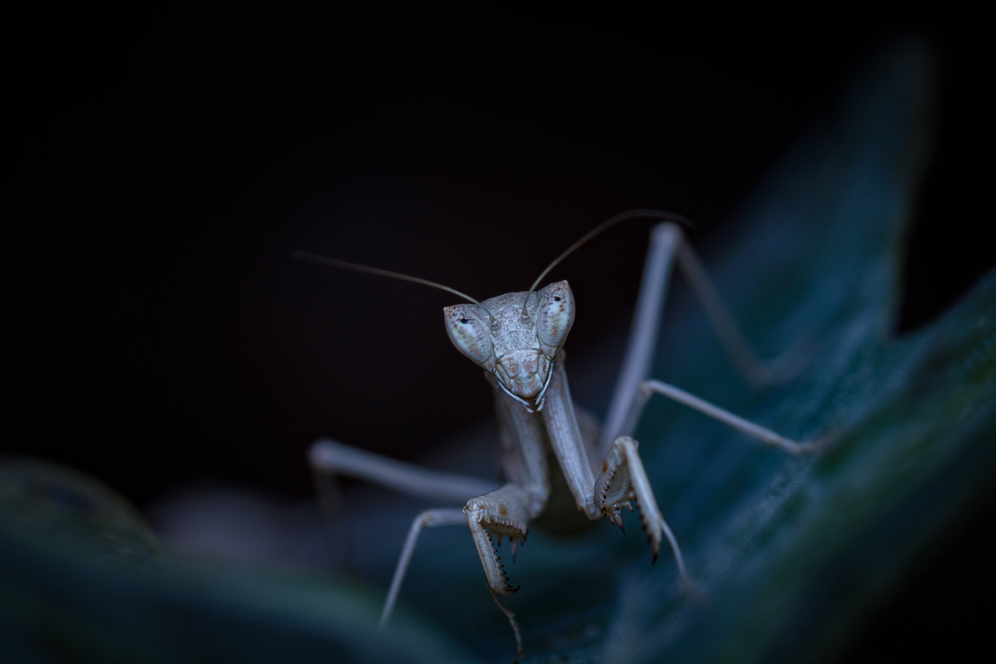 Canon EF 100mm F2.8L Macro IS USM sample photo. Again with the mantis photography