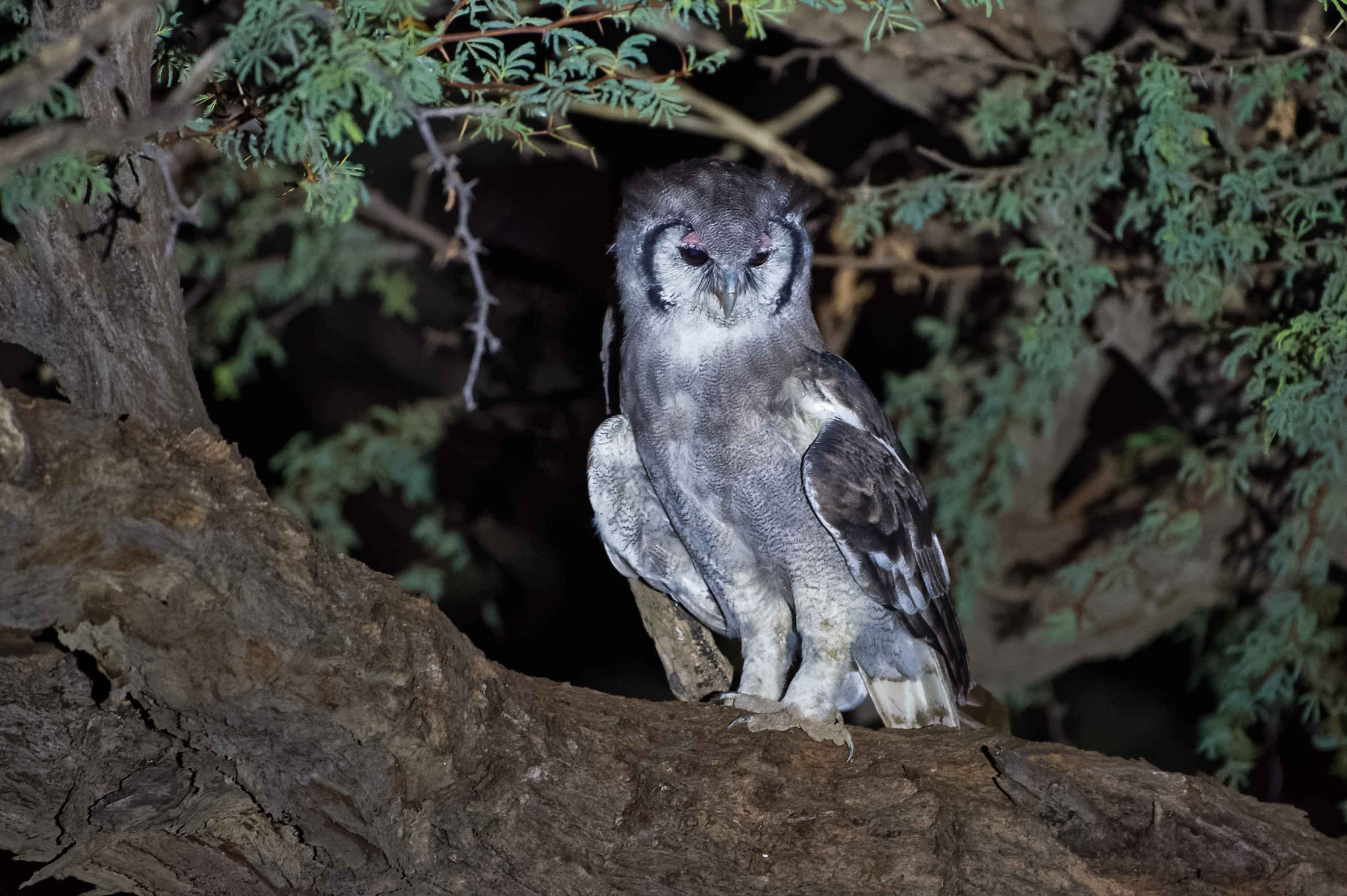 Nikon D4S + Sigma 150-600mm F5-6.3 DG OS HSM | S sample photo. Verreaux's eagle owl photography