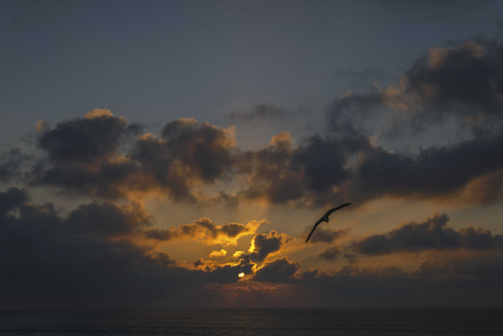 Nikon D5100 + Nikon AF-S Nikkor 17-35mm F2.8D ED-IF sample photo. "flying on sunset, nice!" photography