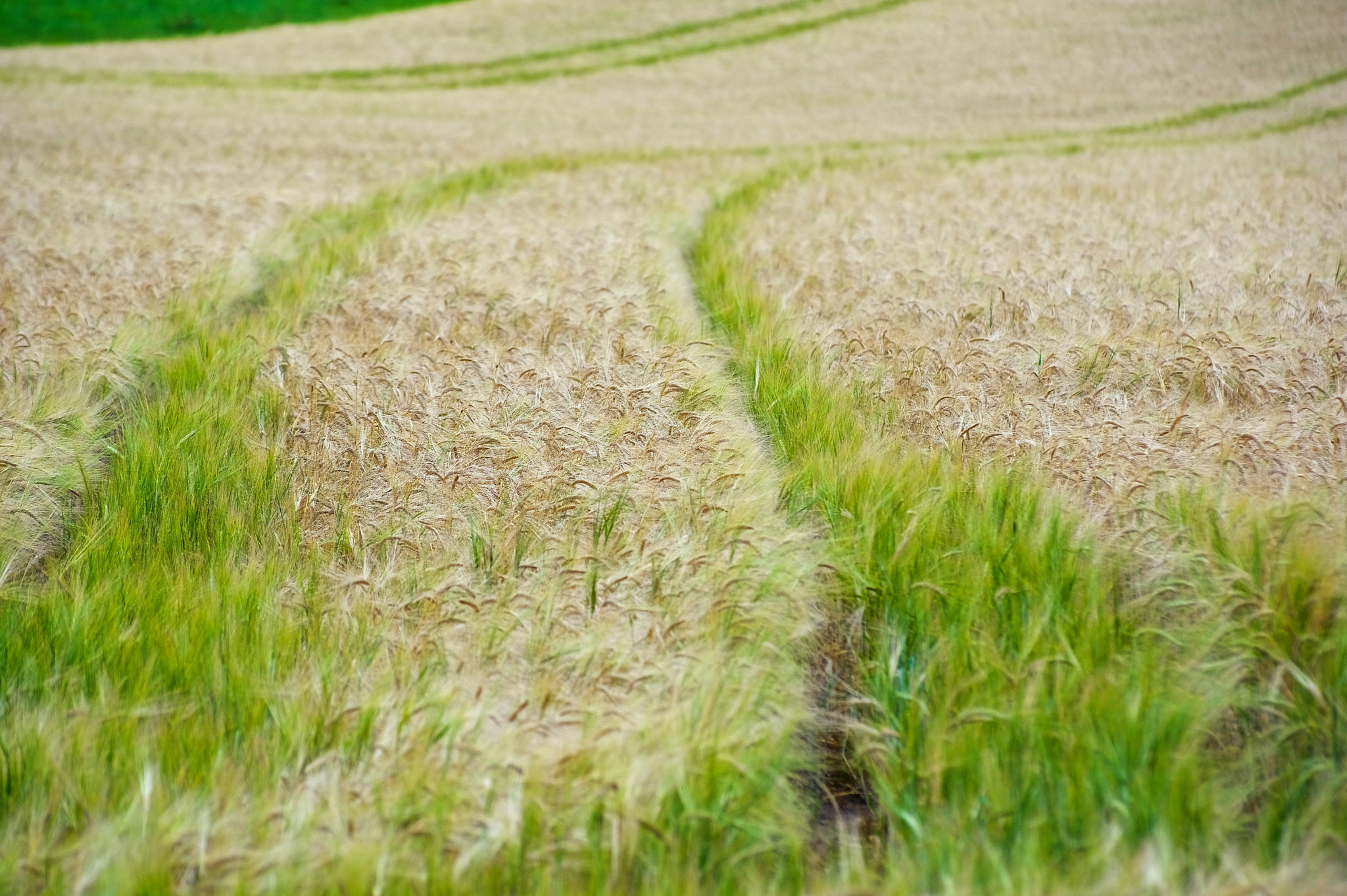 Pentax K-3 sample photo. Summer impressions photography