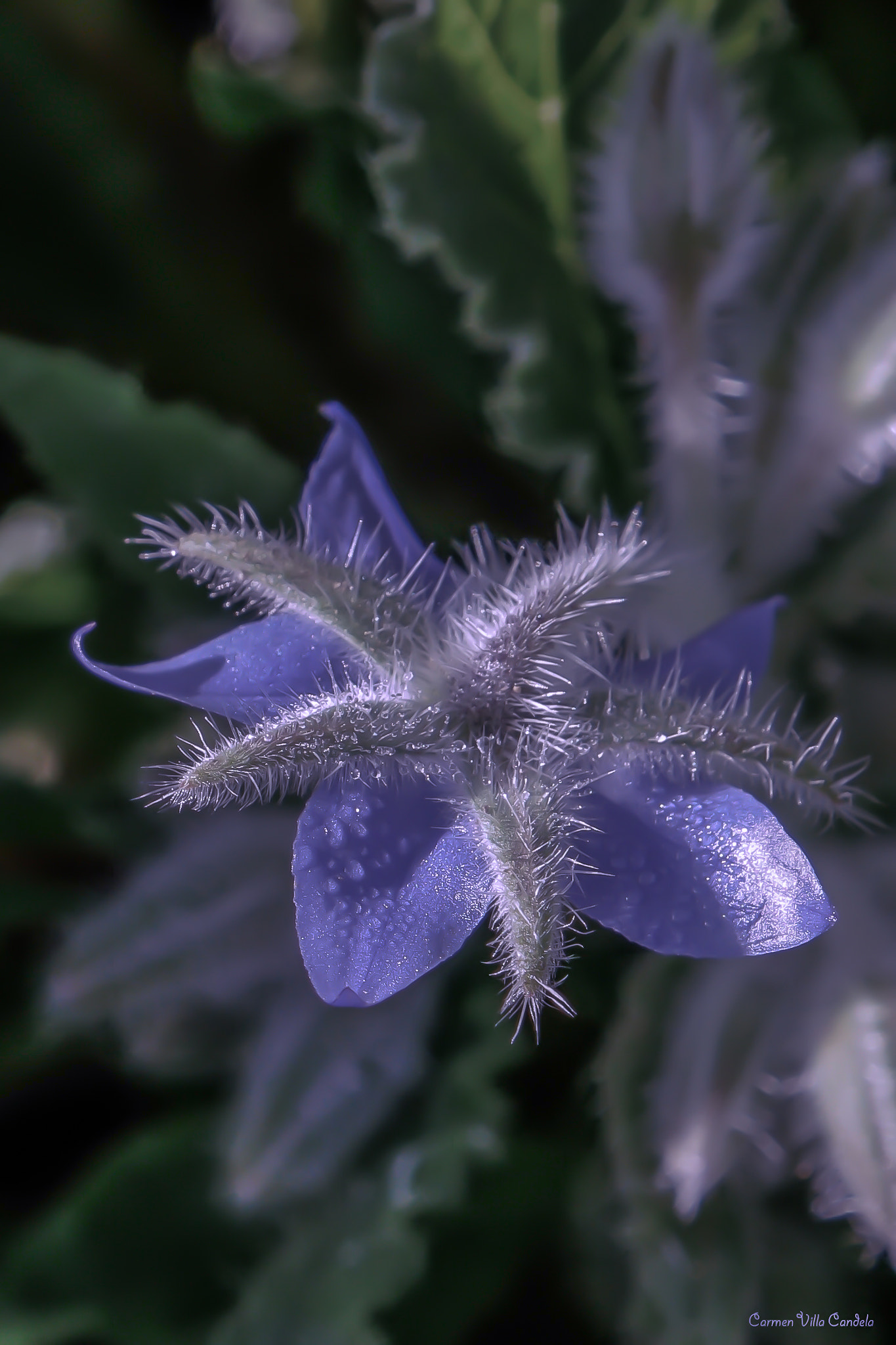 Samsung NX500 + Samsung NX 16-50mm F3.5-5.6 Power Zoom ED OIS sample photo. Spes photography