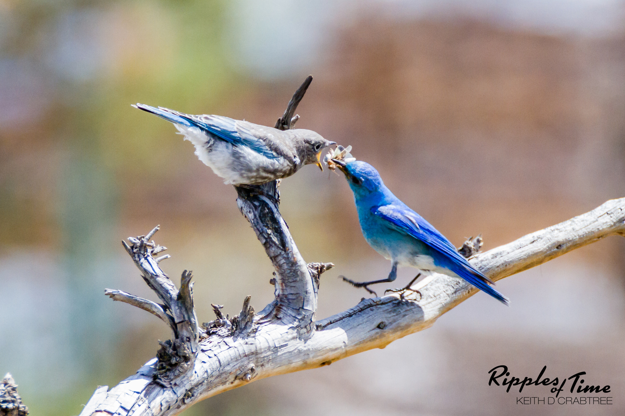 Tamron SP 150-600mm F5-6.3 Di VC USD sample photo. Feeding time photography