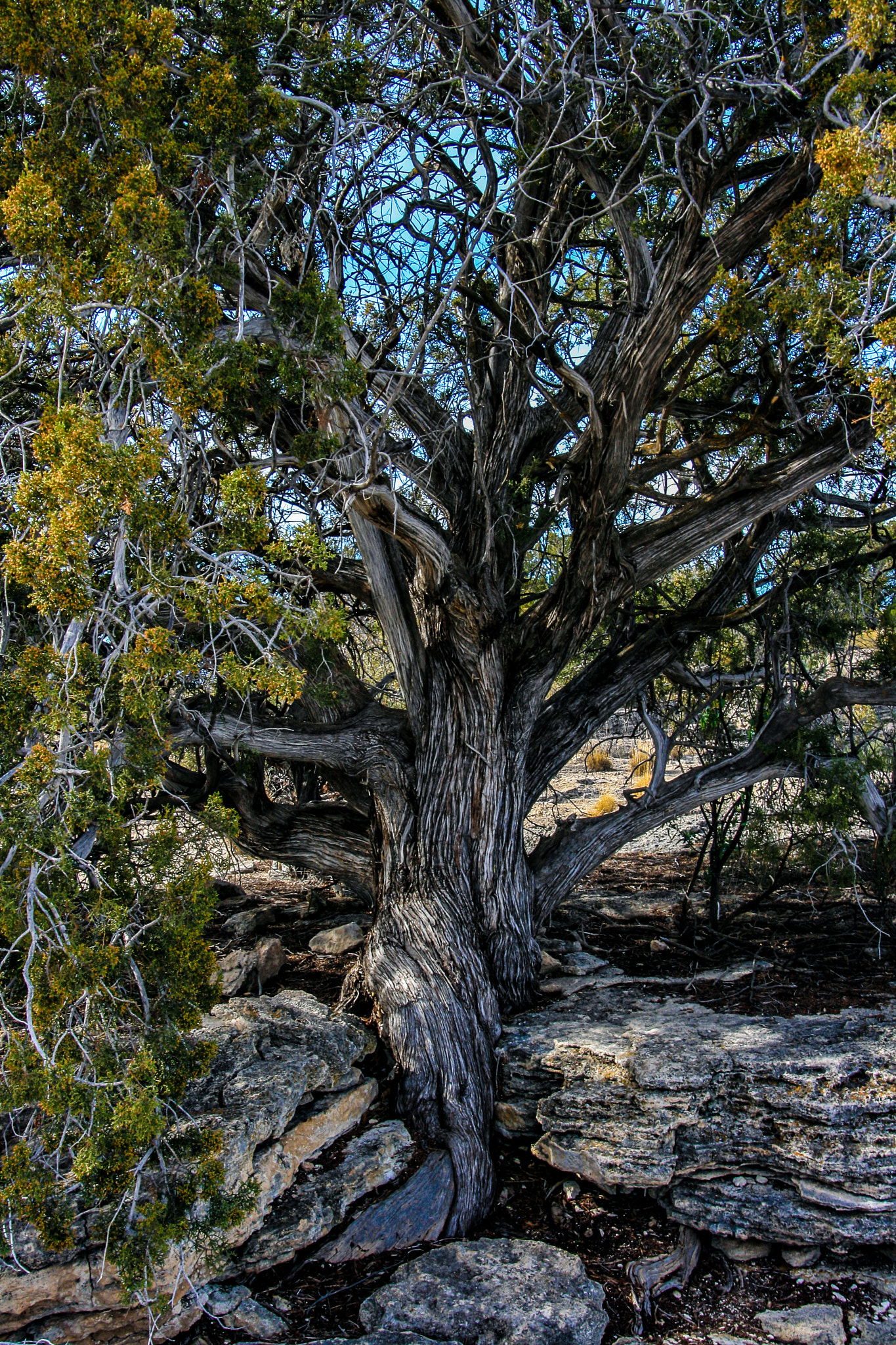 Canon EOS 400D (EOS Digital Rebel XTi / EOS Kiss Digital X) sample photo. Tree on south rim photography