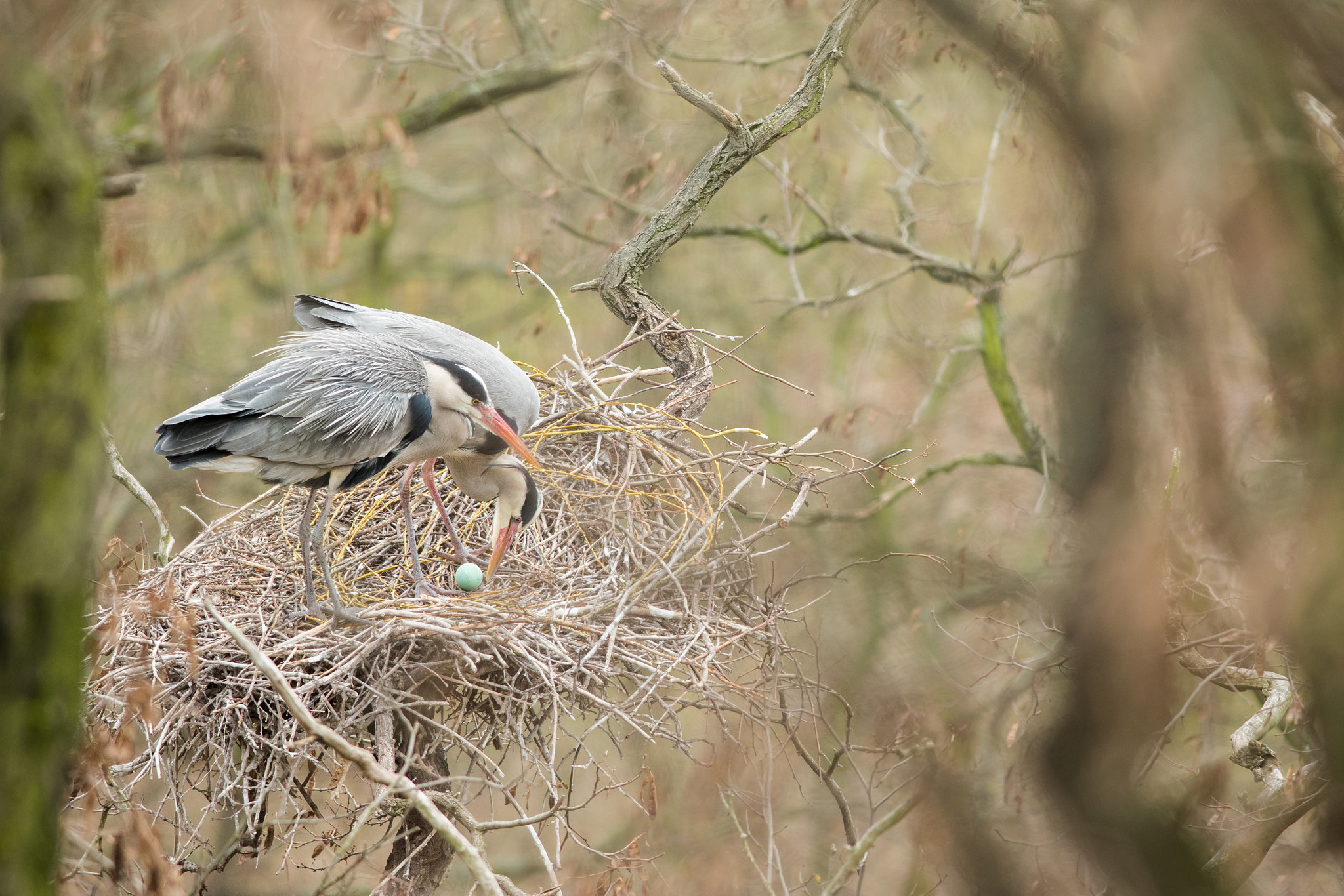 Nikon D500 + Nikon AF-S Nikkor 300mm F4D ED-IF sample photo. The first egg of new year photography