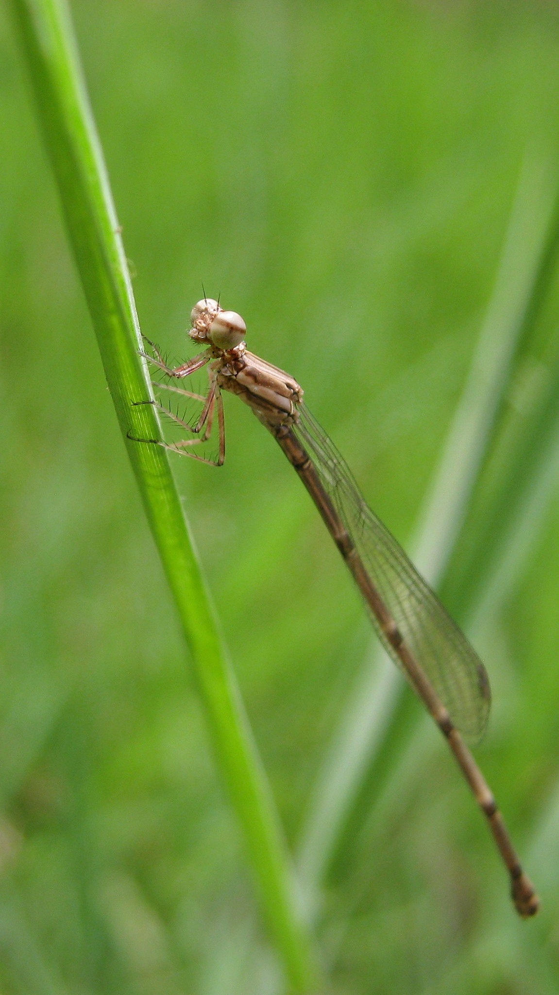 Canon PowerShot A495 sample photo. Eyes... photography