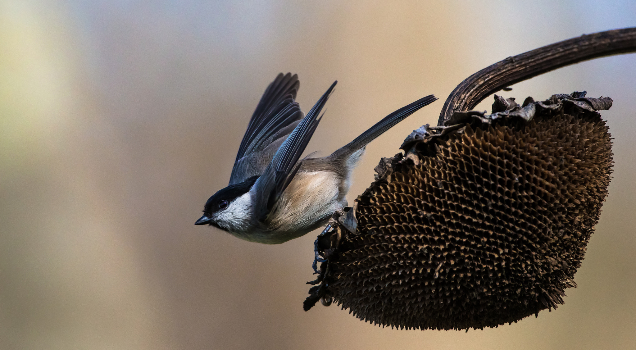 Canon EF 500mm F4L IS USM sample photo. La partenza della cincia photography
