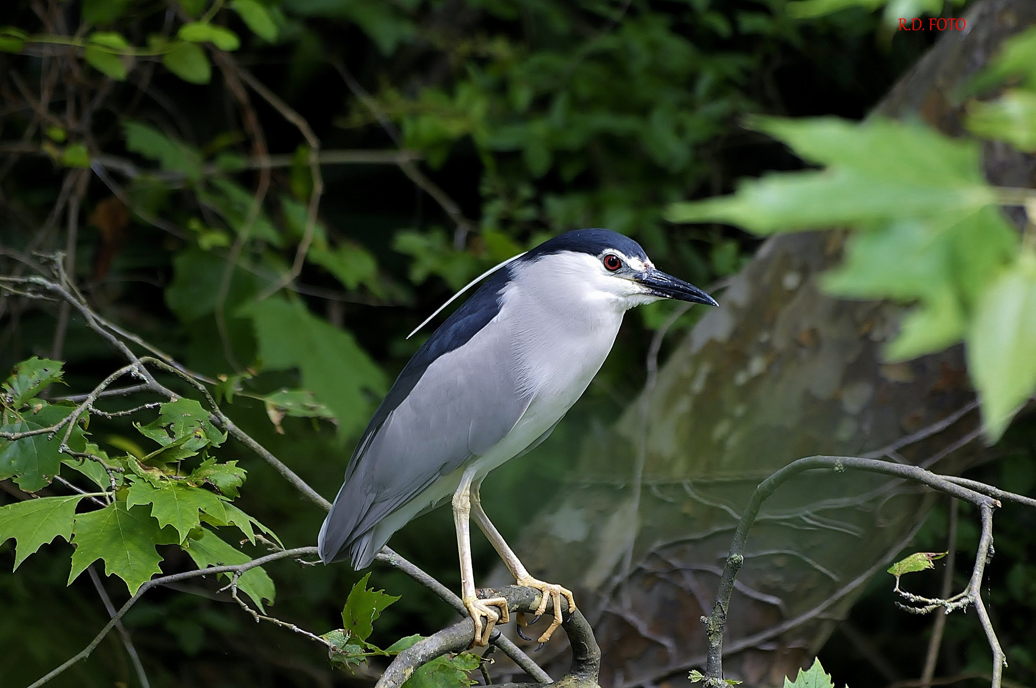 Nikon D300 + Sigma 150-500mm F5-6.3 DG OS HSM sample photo. Dsc photography