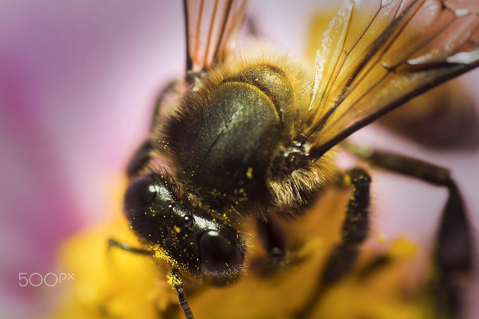 Nikon D500 sample photo. Little bee (apis florea) photography