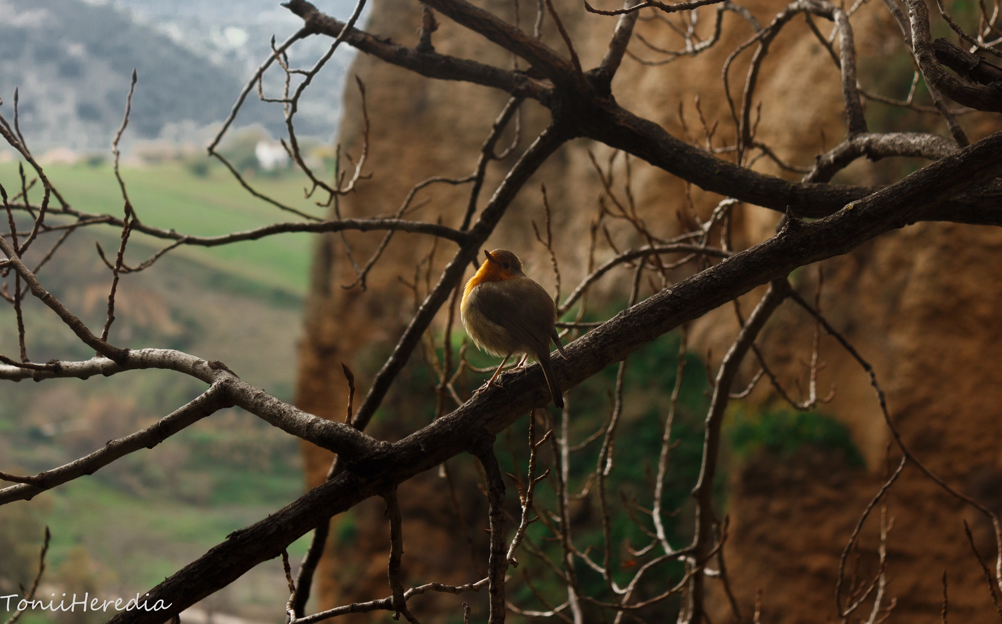 Canon EF-S 18-55mm F3.5-5.6 IS sample photo. Little bird photography