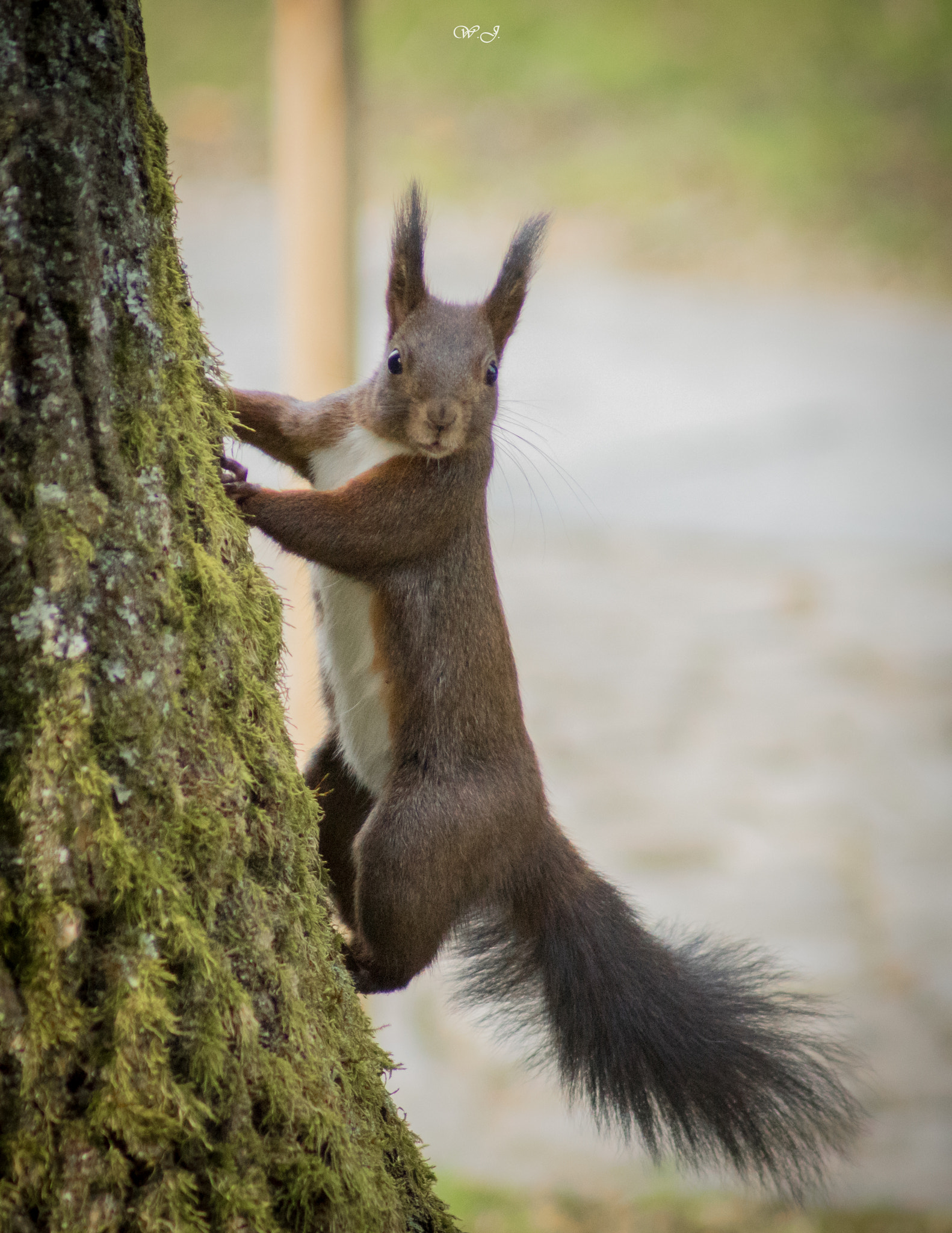 Sony 75-300mm F4.5-5.6 sample photo. Climbing... photography