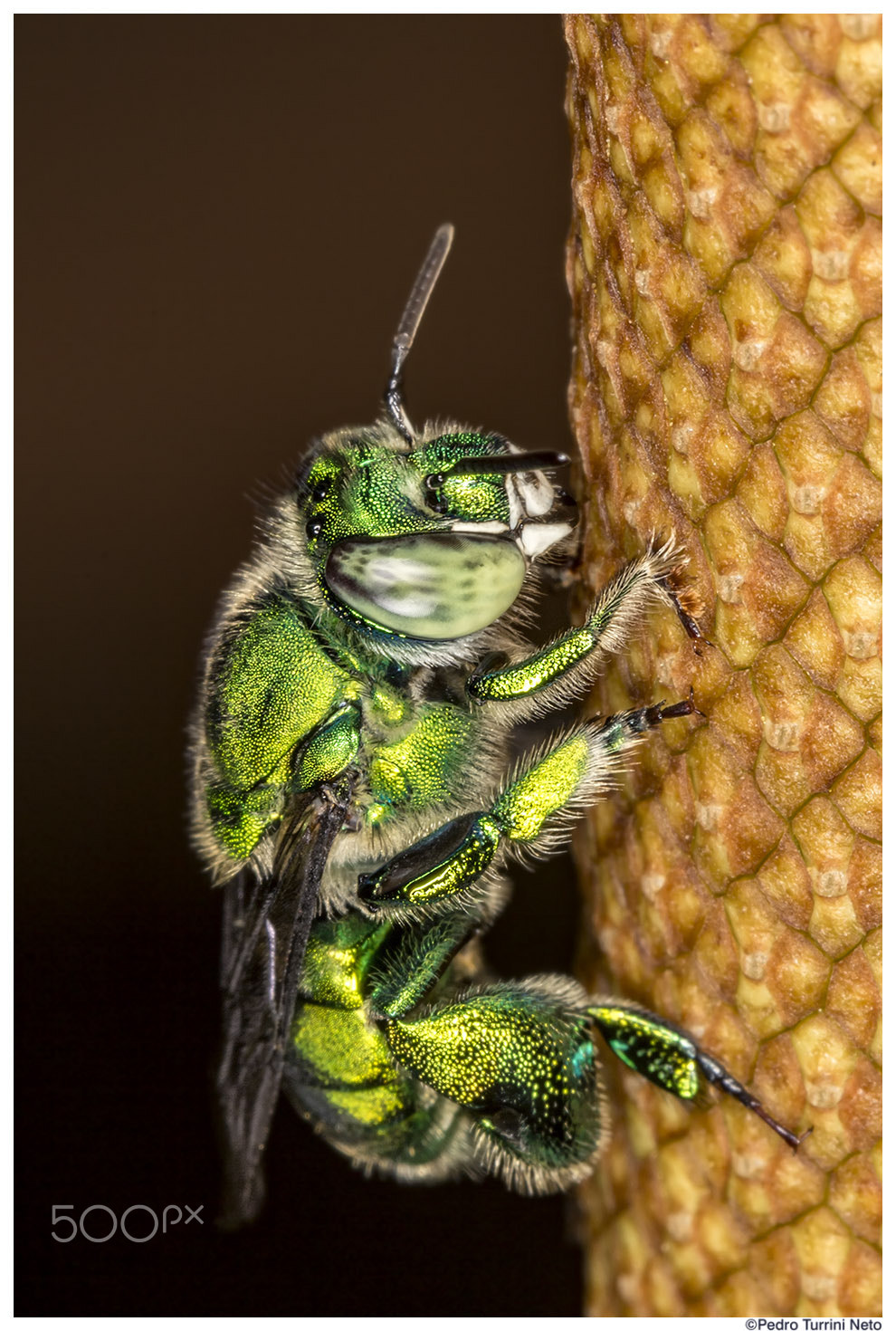 Canon EF 100mm F2.8L Macro IS USM sample photo. Green bee photography