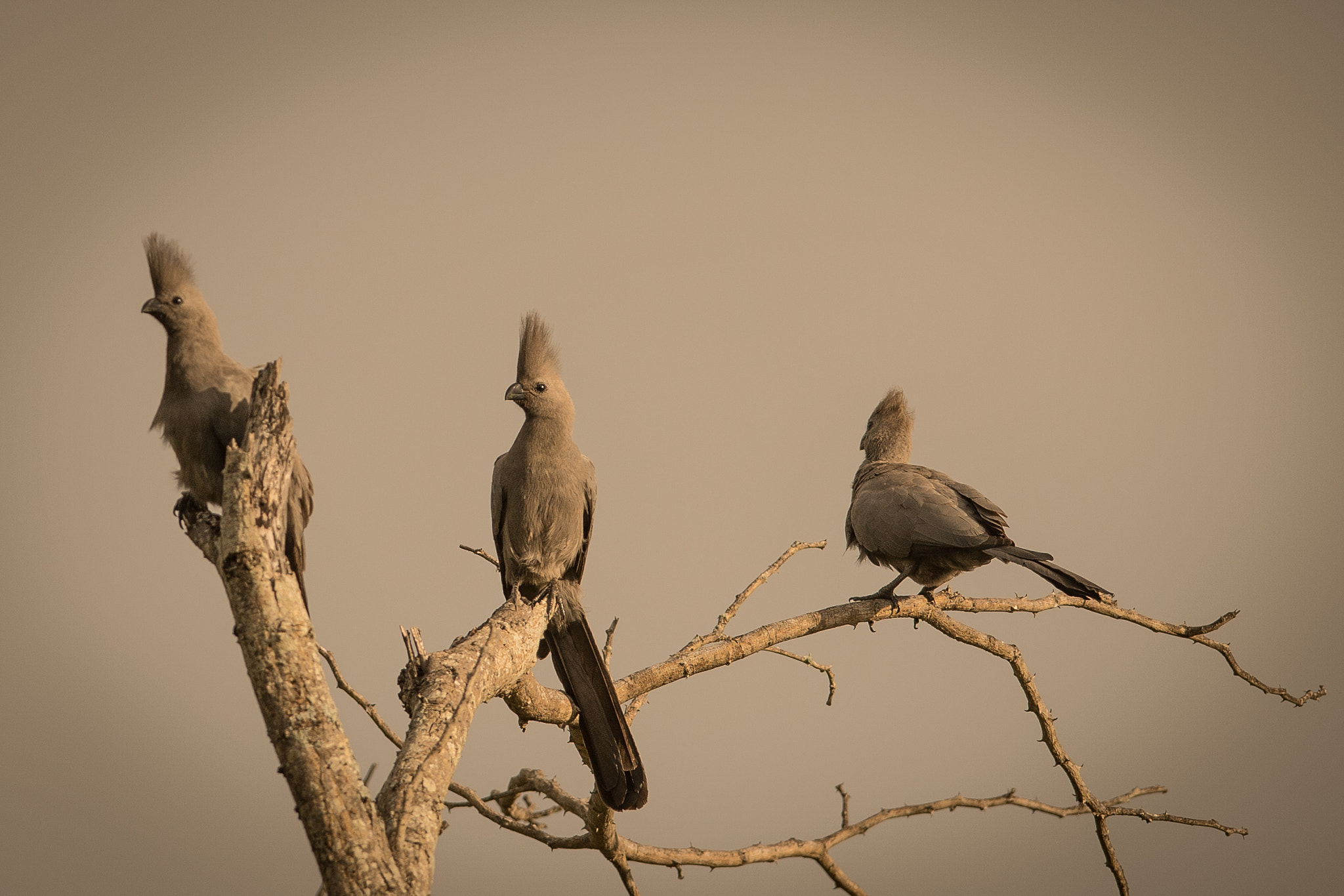 Nikon AF-S Nikkor 400mm F2.8G ED VR II sample photo. Go away! photography