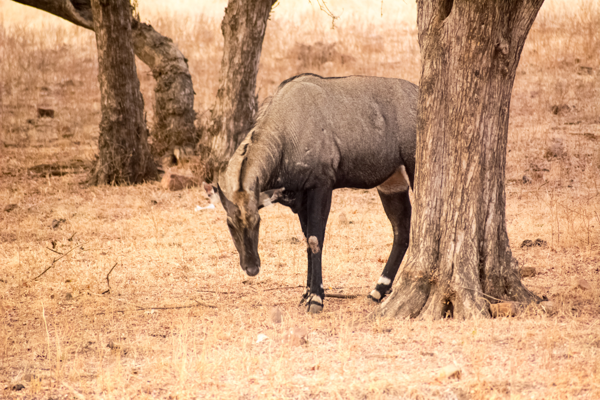 Nikon D5200 + Sigma 70-300mm F4-5.6 DG OS sample photo. Antelope(nilgau) photography