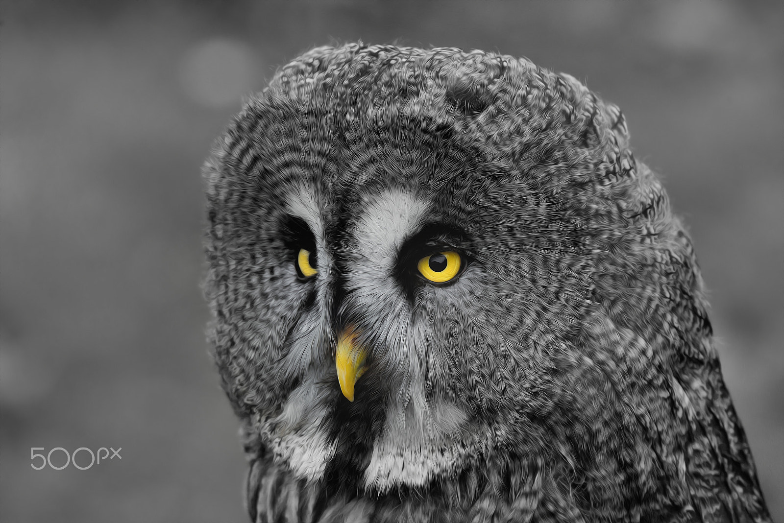 Sigma 150-600mm F5-6.3 DG OS HSM | S sample photo. Great wise grey photography