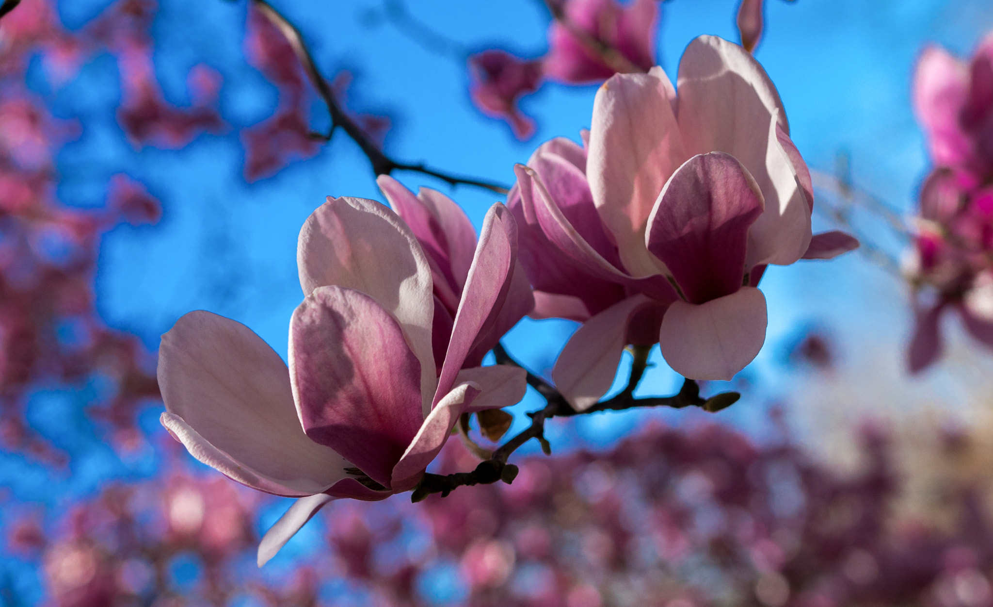 Sony a6300 sample photo. Magnolia blooms photography