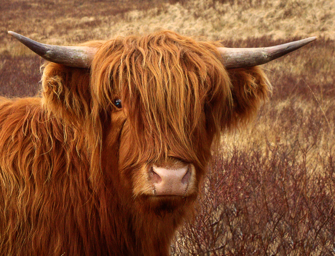 Sony DSC-W210 sample photo. Heilan coo photography
