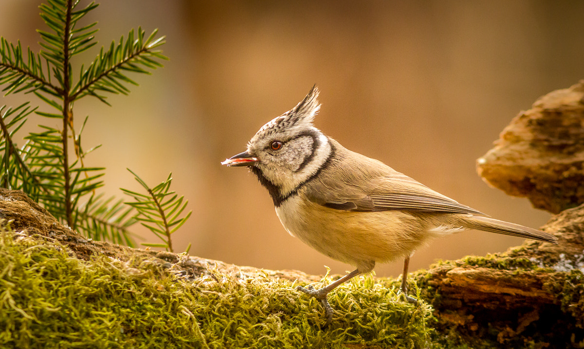 Canon EOS 60D + Canon EF 300mm F4L IS USM sample photo. Chick photography