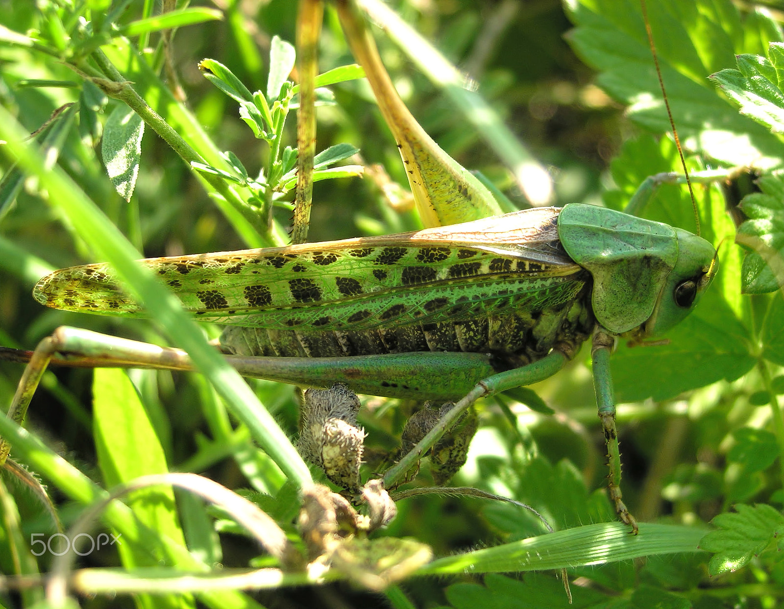 Olympus C5060WZ sample photo. Green grasshopper in the garden photography