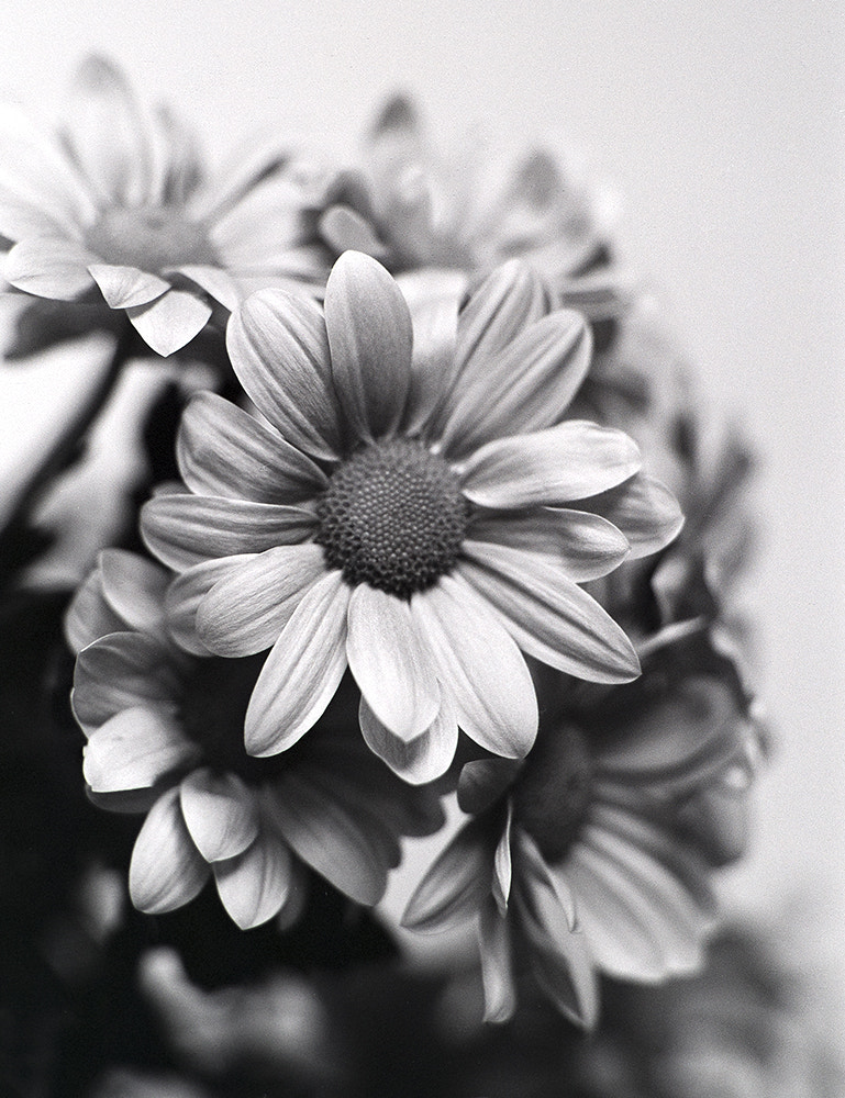 Tamron SP AF 90mm F2.8 Di Macro sample photo. Mono photography