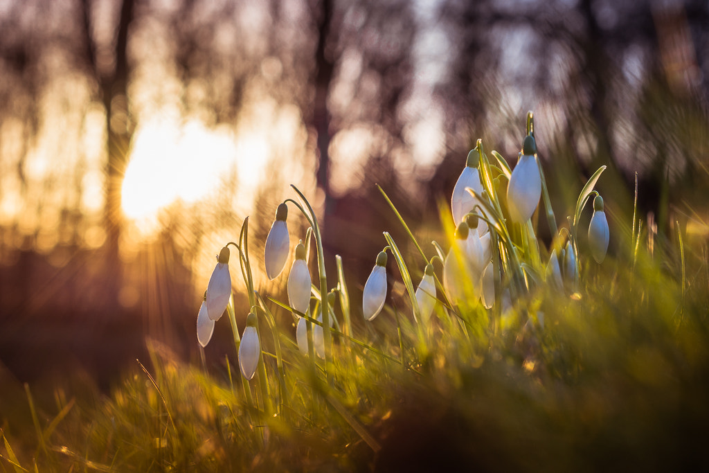 Nikon AF-S DX Micro Nikkor 40mm F2.8 sample photo. Snowdrops photography