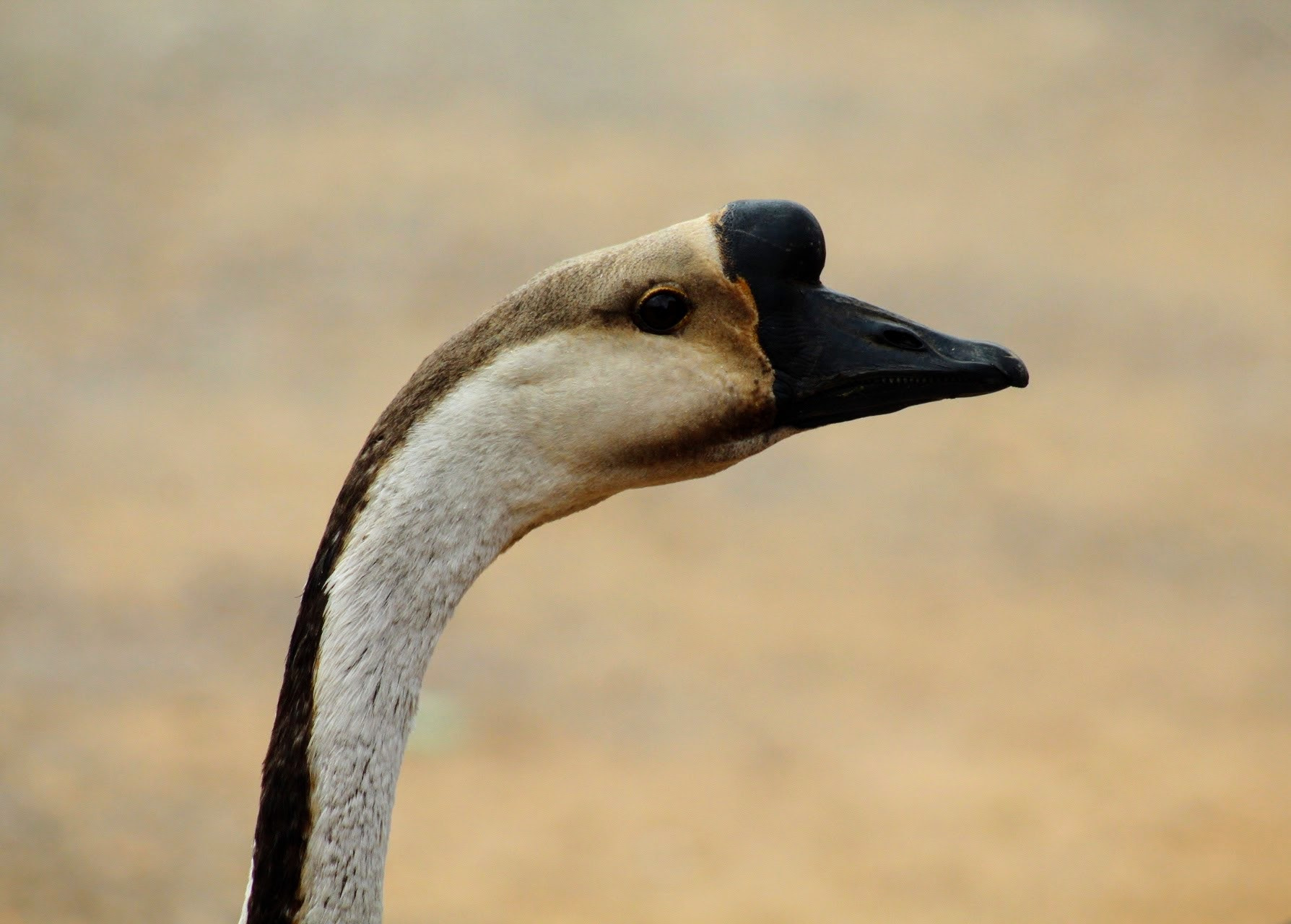 Canon EF 75-300mm f/4-5.6 USM sample photo. "high profile" photography