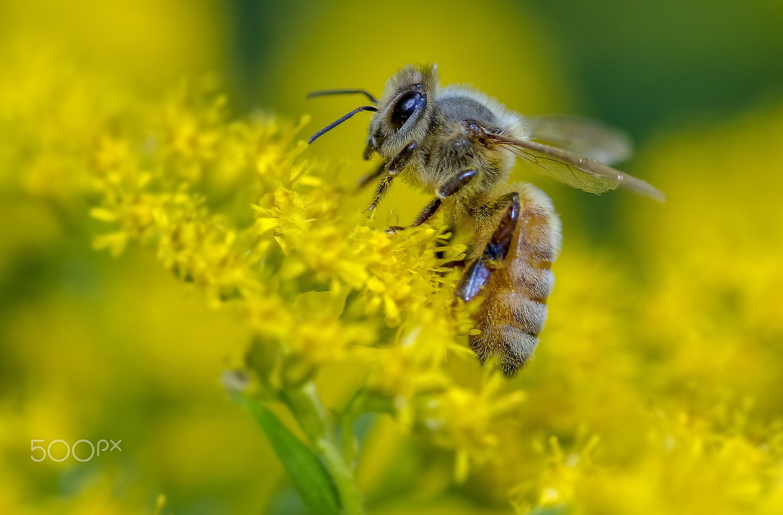 Canon EF 100mm F2.8 Macro USM sample photo. Honey bee photography