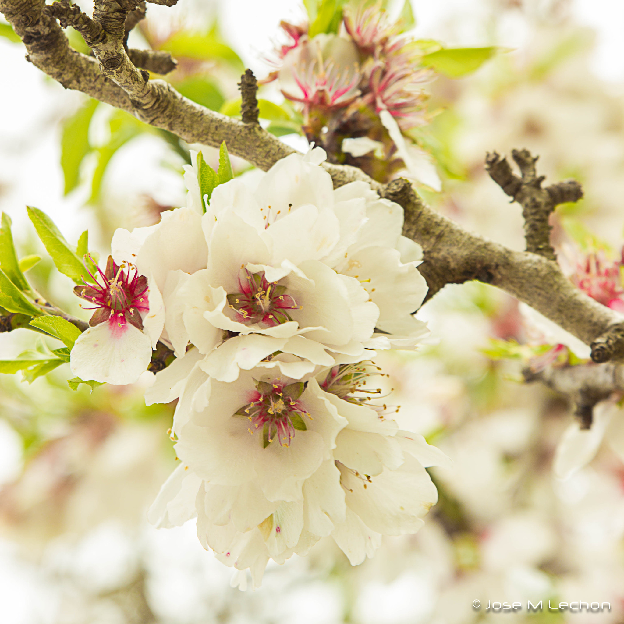 Canon EOS 600D (Rebel EOS T3i / EOS Kiss X5) + Sigma 24-70mm F2.8 EX DG Macro sample photo. Almond flower photography