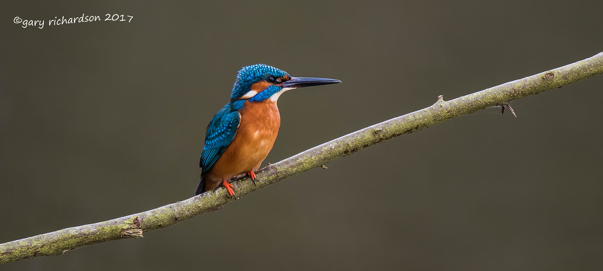 Nikon D810 + Nikon AF-S Nikkor 500mm F4G ED VR sample photo. Kingfisher photography