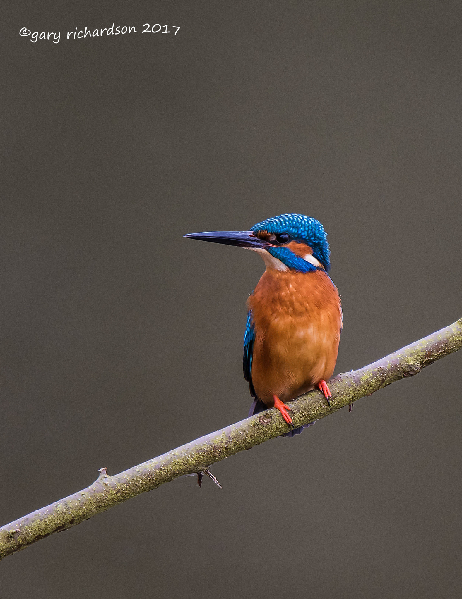 Nikon D810 + Nikon AF-S Nikkor 500mm F4G ED VR sample photo. Kingfisher photography