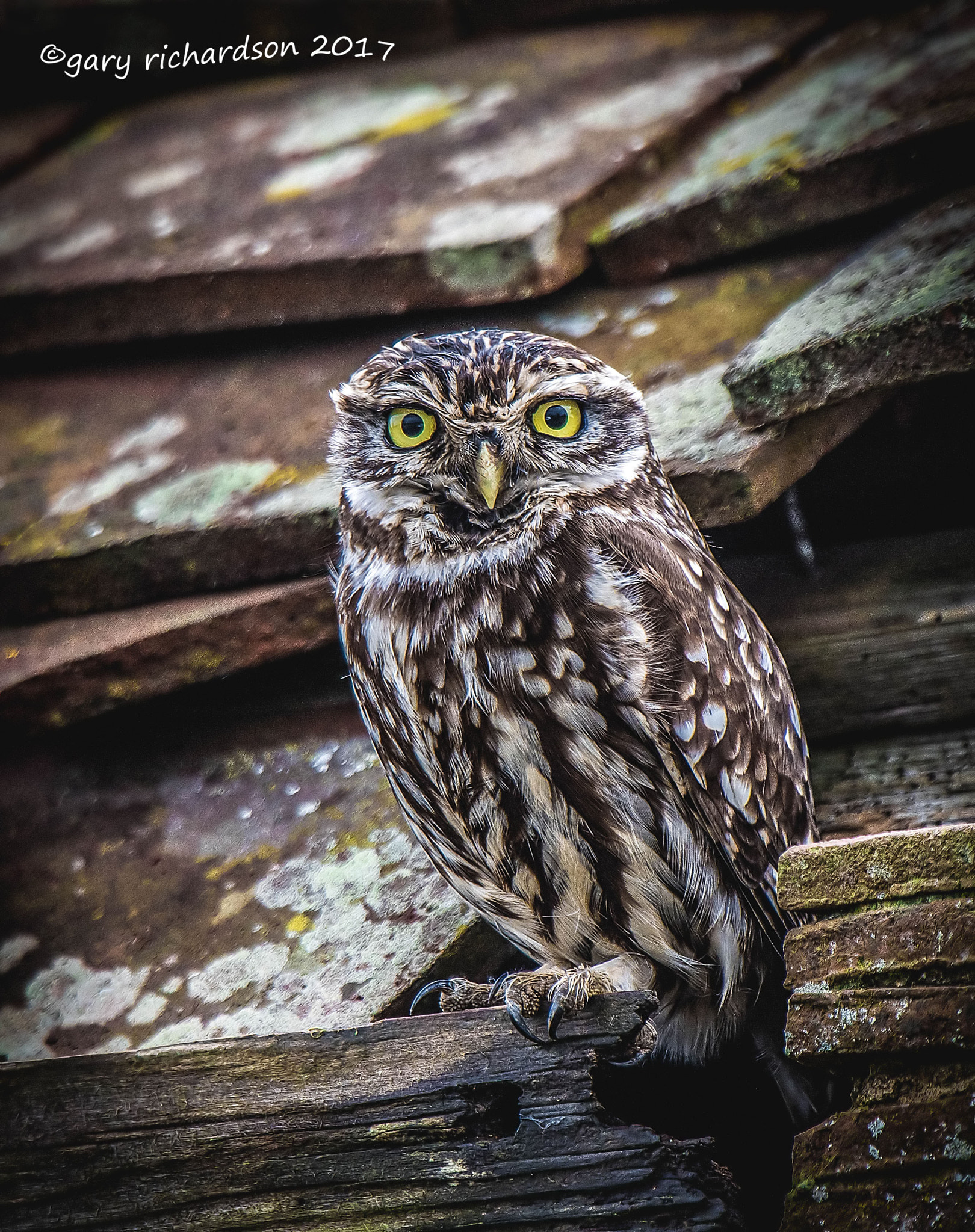 Nikon D810 + Nikon AF-S Nikkor 500mm F4G ED VR sample photo. Little owl bawdsey photography