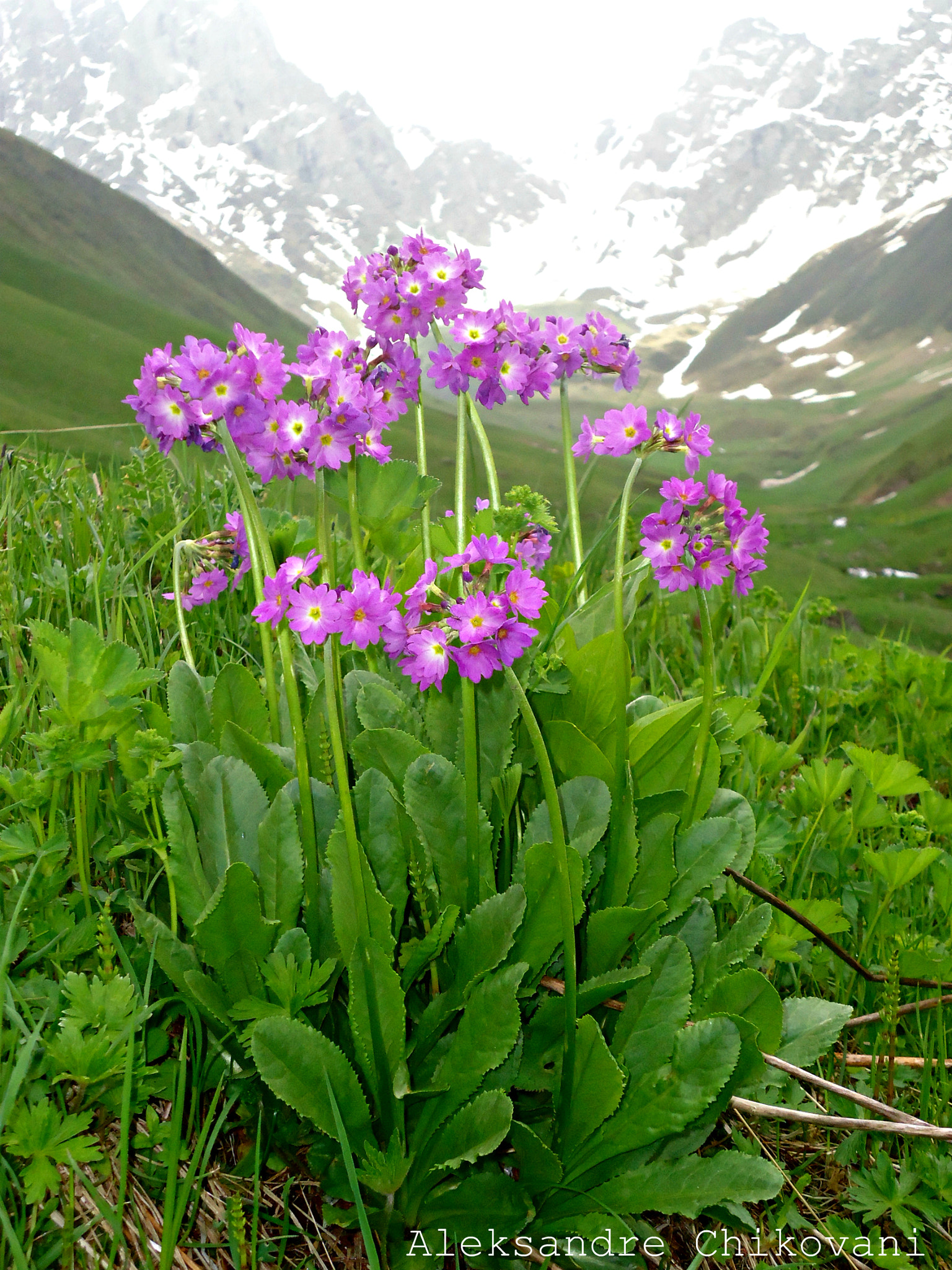 Sony Cyber-shot DSC-W530 sample photo. Wild flowers photography