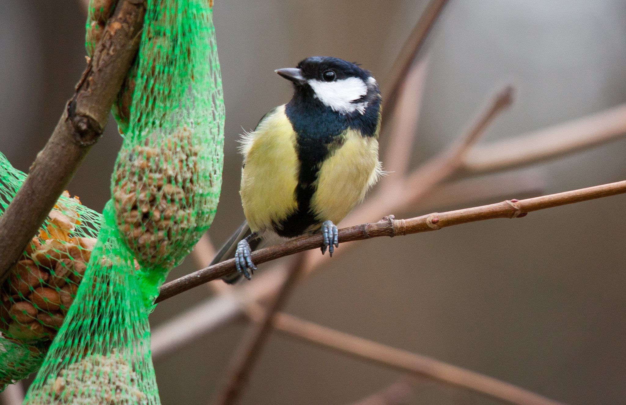 Canon EOS 5D Mark II + Sigma 150-500mm F5-6.3 DG OS HSM sample photo. A great tit visiting a food area that a kind membe ... photography