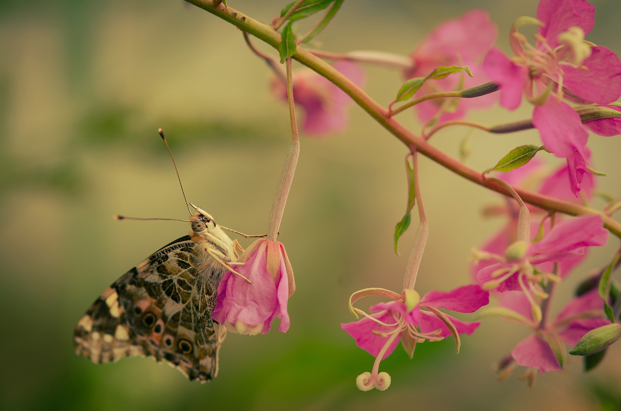 Nikon AF-S Micro-Nikkor 105mm F2.8G IF-ED VR sample photo