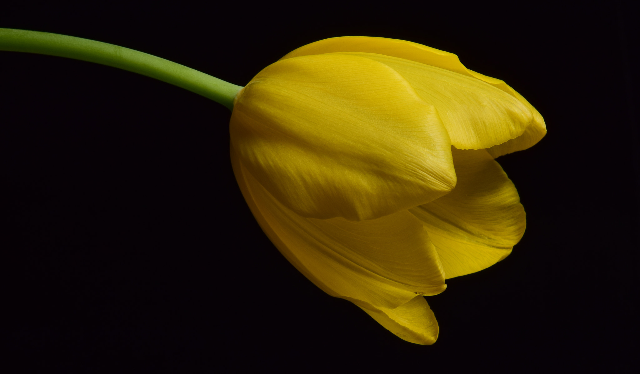 Nikon AF-S DX Micro-Nikkor 85mm F3.5G ED VR sample photo. Tulip photography
