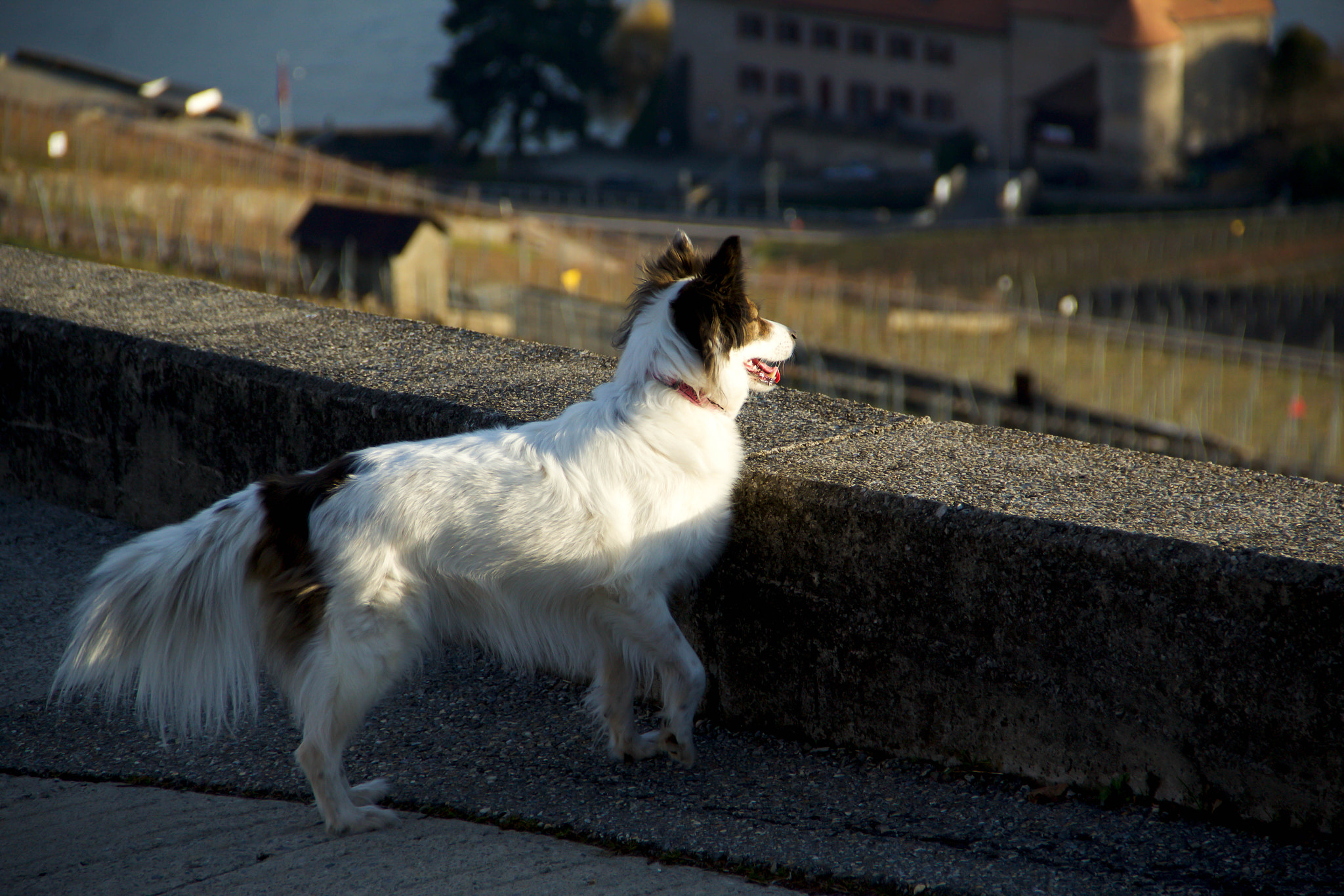 Canon EF-S 18-135mm F3.5-5.6 IS sample photo. A good boy! photography