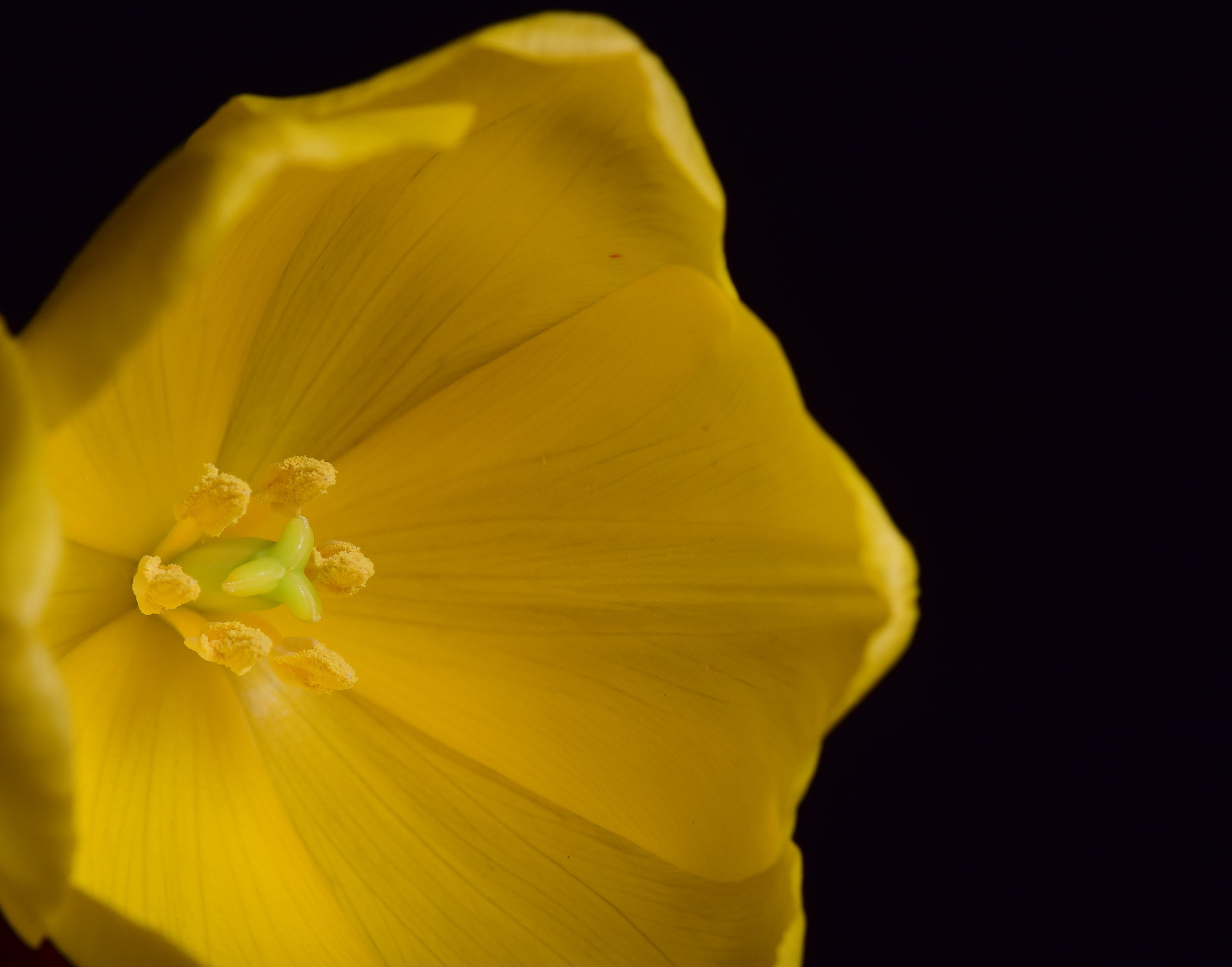 Nikon AF-S DX Micro-Nikkor 85mm F3.5G ED VR sample photo. Details photography