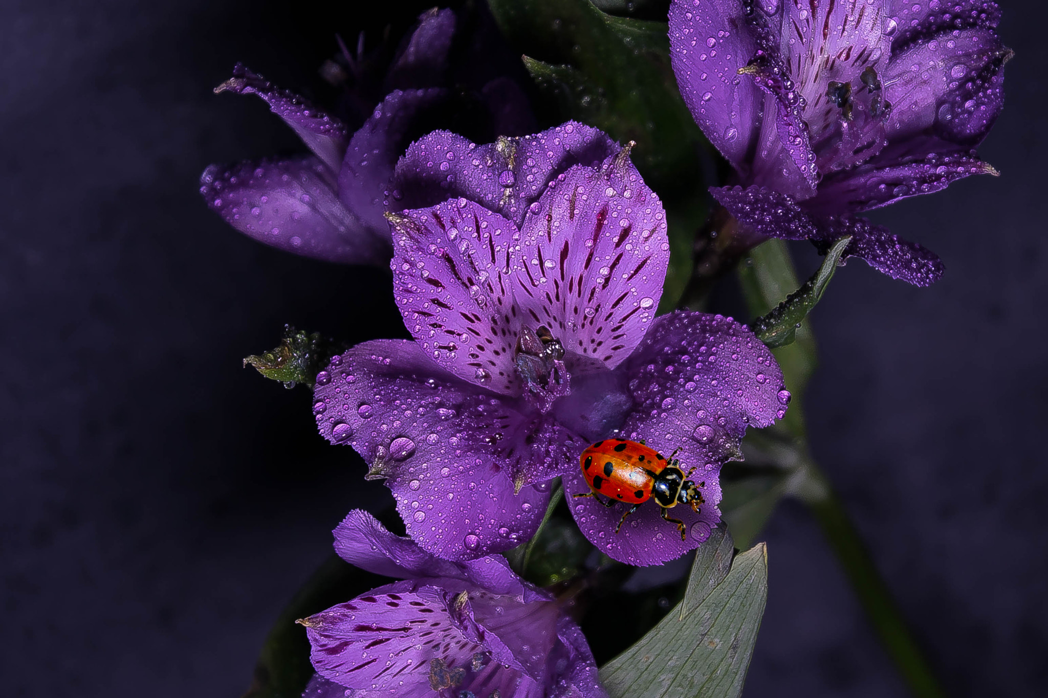 Tamron 16-300mm F3.5-6.3 Di II VC PZD Macro sample photo. Ladybug and flower photography