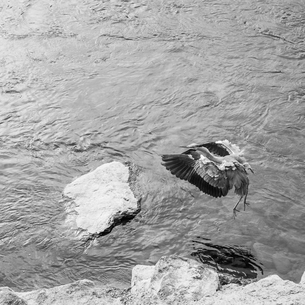 AF Zoom-Nikkor 80-200mm f/2.8 ED sample photo. The heron photography