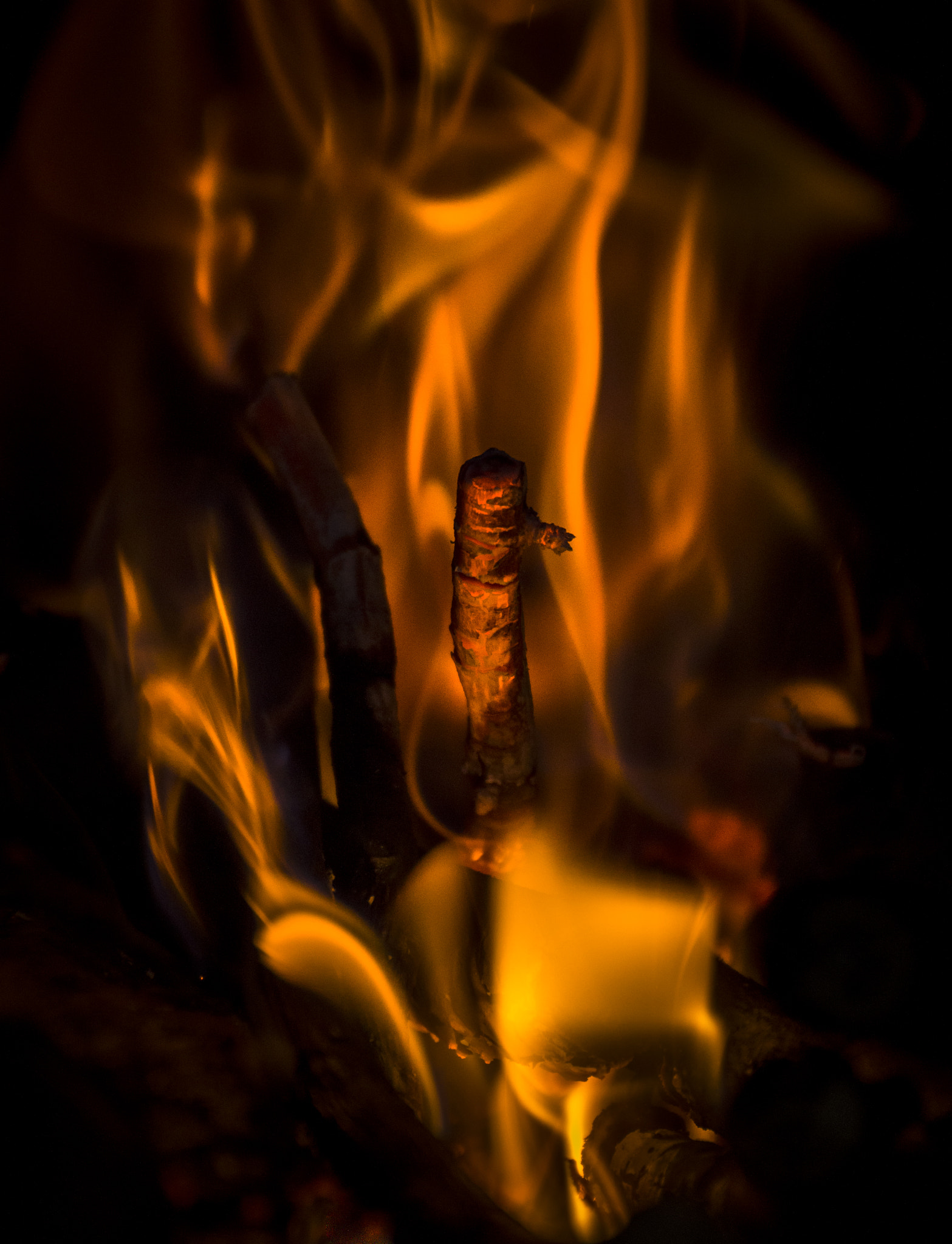 Nikon D3200 sample photo. Phoenix rising photography