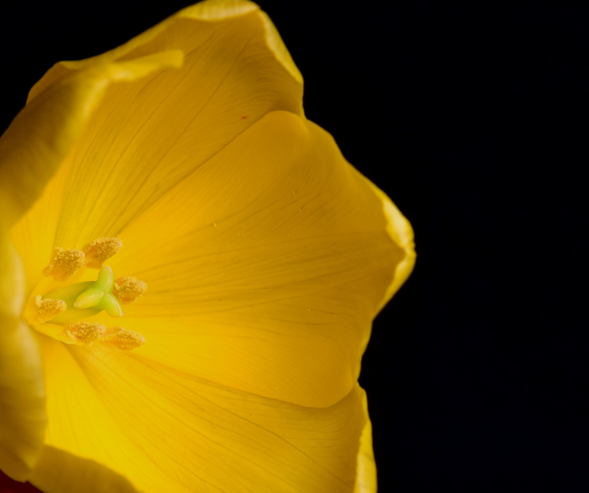Nikon AF-S DX Micro-Nikkor 85mm F3.5G ED VR sample photo. Details photography