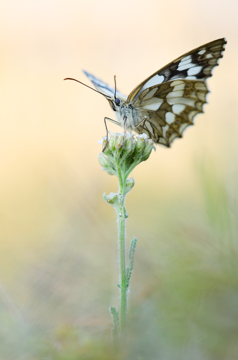 Nikon AF-S Micro-Nikkor 105mm F2.8G IF-ED VR sample photo. Ready for takeoff photography