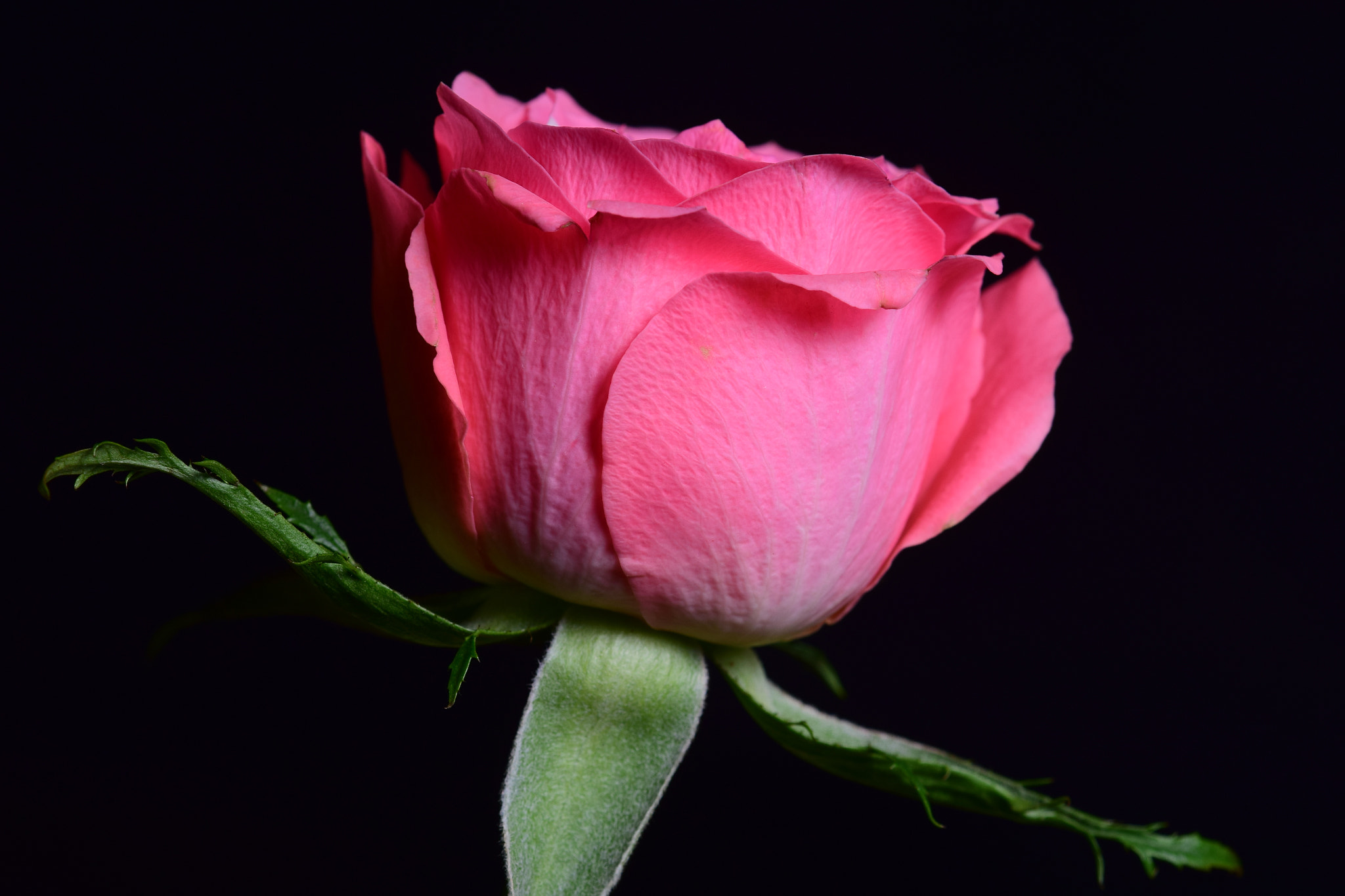 Nikon AF-S DX Micro-Nikkor 85mm F3.5G ED VR sample photo. Rose details photography